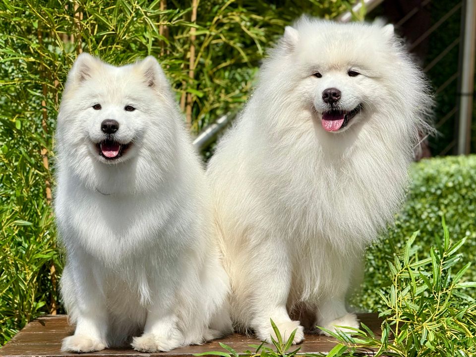 Representative dog-grooming editorial image