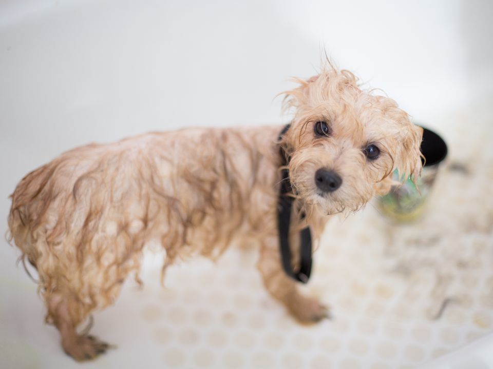 Representative dog-grooming editorial image